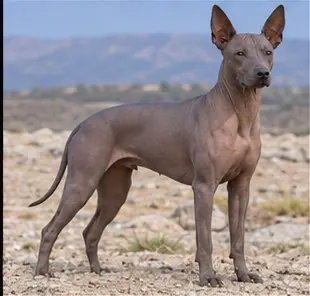 Argentine Pila