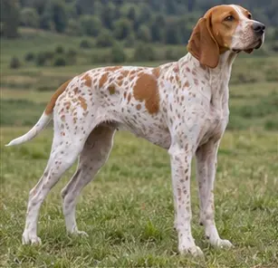 Ariège Pointer