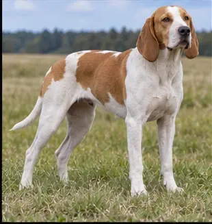 Artois Hound