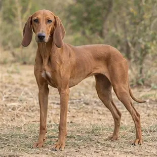 Banjara Hound