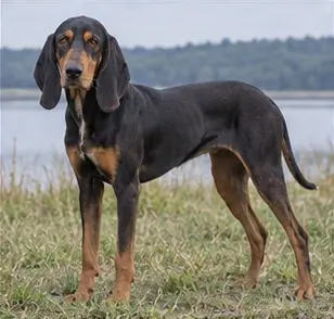 Barak hound