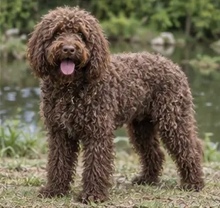 Barbet