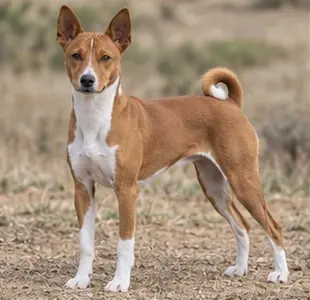Basenji