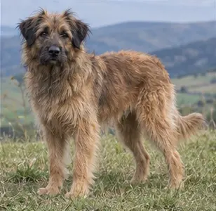 Basque Shepherd Dog