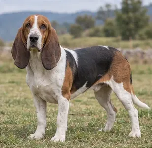 Basset artésien normand