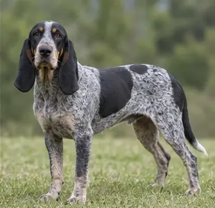 Basset bleu de Gascogne