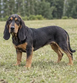 Basset de Westphalie