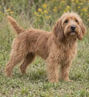 Basset fauve de Bretagne