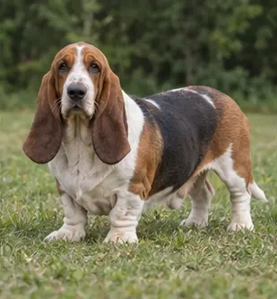 Basset Hound