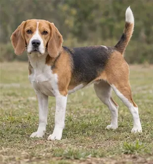 Beagle