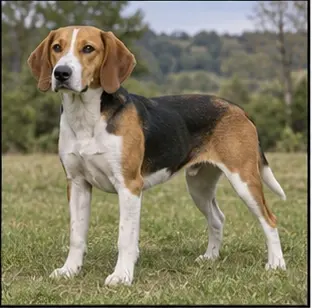 Beagle-Harrier