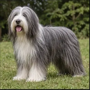 Bearded Collie