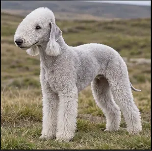 Bedlington Terrier