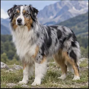 Berger australien