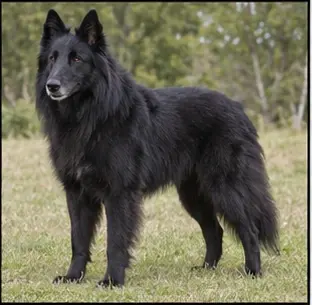 Berger belge