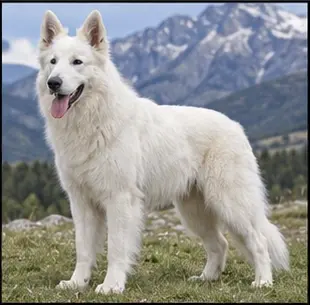 Berger blanc suisse