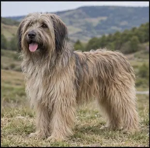 Berger catalan