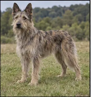Berger de Picardie