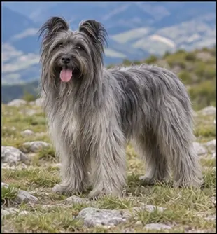 Berger des Pyrénées à poil long