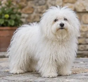Bichon à poil frisé