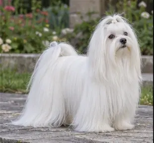 Bichon havanais