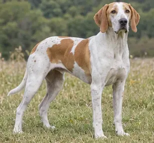 Biewer Terrier