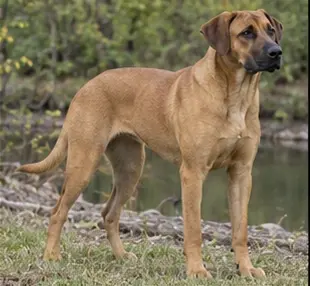 Black and Tan Coonhound