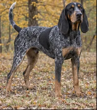 Blue Picardy Spaniel