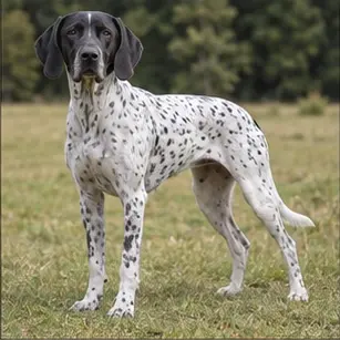 Boerboel