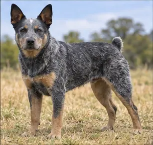 Bouvier australien