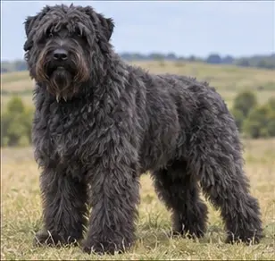 Bouvier des Ardennes
