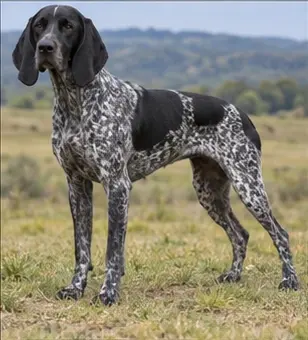 Bracco Italiano