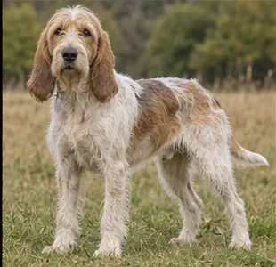 Brazilian Terrier