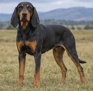 Bruno Jura Hound