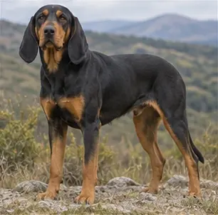 Bulgarian Hound