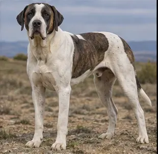Bulgarian Scenthound