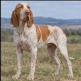 Bully Kutta