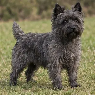 Ca Rater Mallorquí
