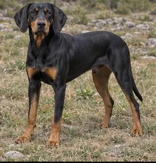 Cane di Oropa