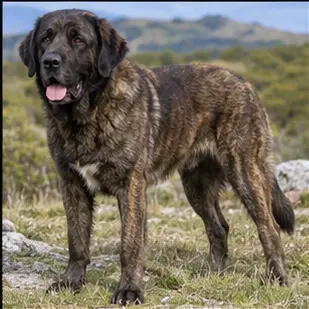 Cantabrian Water Dog