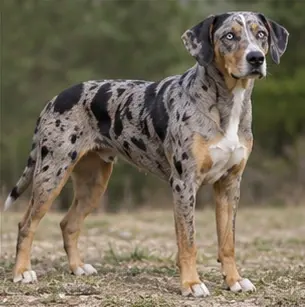 Castro Laboreiro Dog