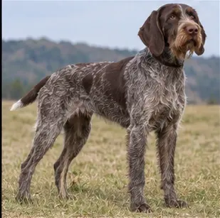 Central Asian Shepherd Dog