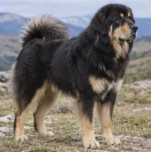 Cesky Terrier