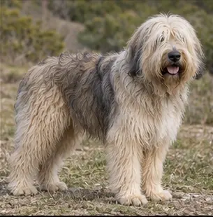 Chien courant des Tatras