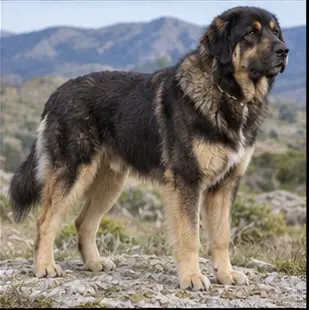 Chien de berger des Shetland