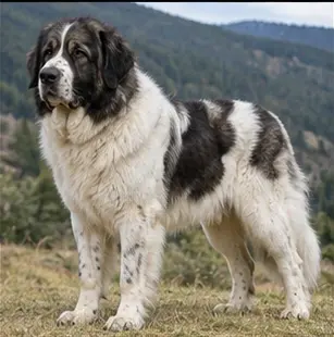 Chien de berger polonais des Tatras