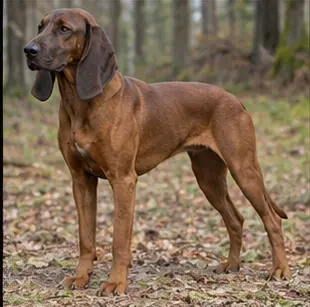 Chien de berger roumain des Carpathes