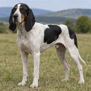 Chien de Saint-Hubert