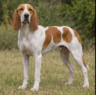 Chien Français Blanc et Noir