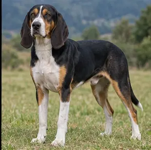Chien Français Blanc et Orange